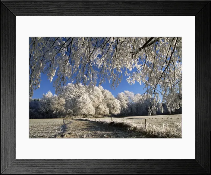 Framed Print : Trees covered with hoar frost Framed Print : Trees covered with hoar frost