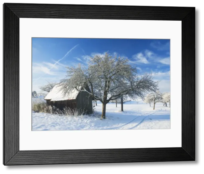 Framed Print : Barn and apple trees in winter Framed Print : Barn and apple trees in winter