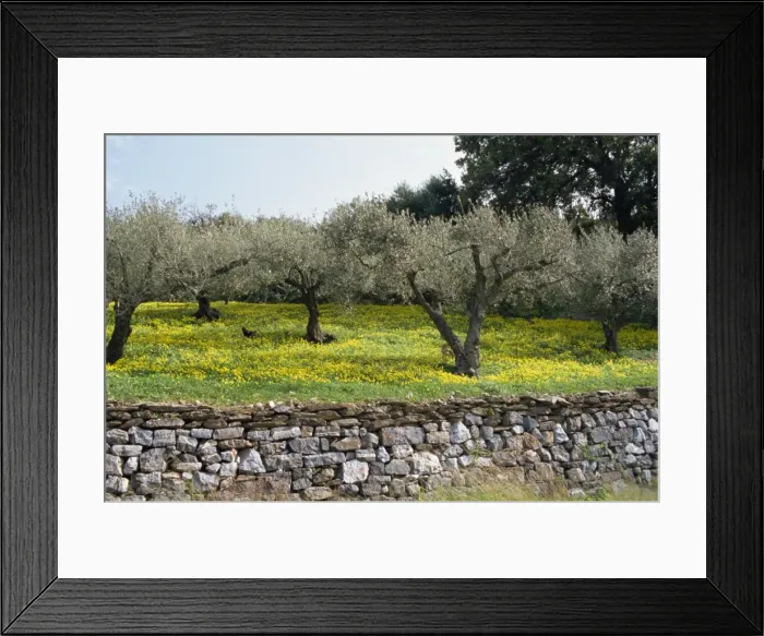 Framed Print : Olive trees with wild flowers beneath Framed Print : Olive trees with wild flowers beneath