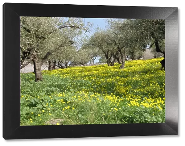 Olive trees with wild flowers beneath