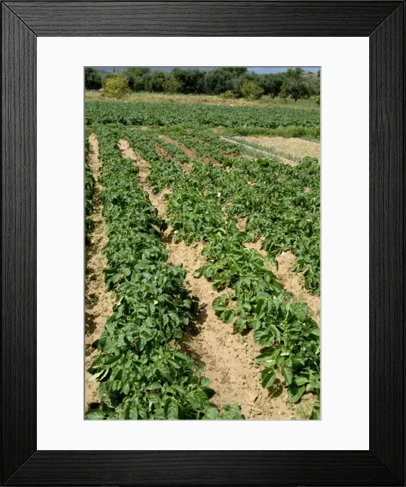 Framed Print : Rows of potatoes Framed Print : Rows of potatoes