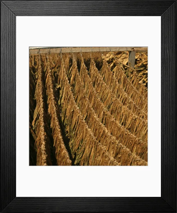 Framed Print : Tobacco leaves hanging outside to dry in Greece Framed Print : Tobacco leaves hanging outside to dry in Greece