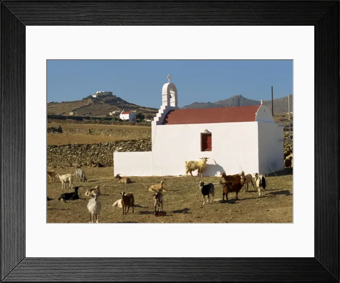 Framed Print : Goats in front of a rural chapel on Mykonos Framed Print : Goats in front of a rural chapel on Mykonos