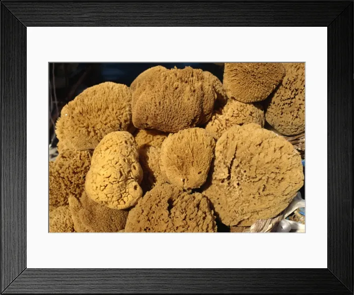 Framed Print : Close-up of sponges for sale on the island of Rhodes Framed Print : Close-up of sponges for sale on the island of Rhodes