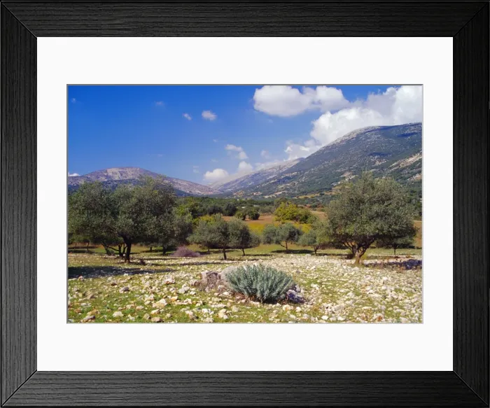 Framed Print : Olive groves