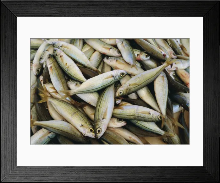 Framed Print : Close up of fish in market Framed Print : Close up of fish in market