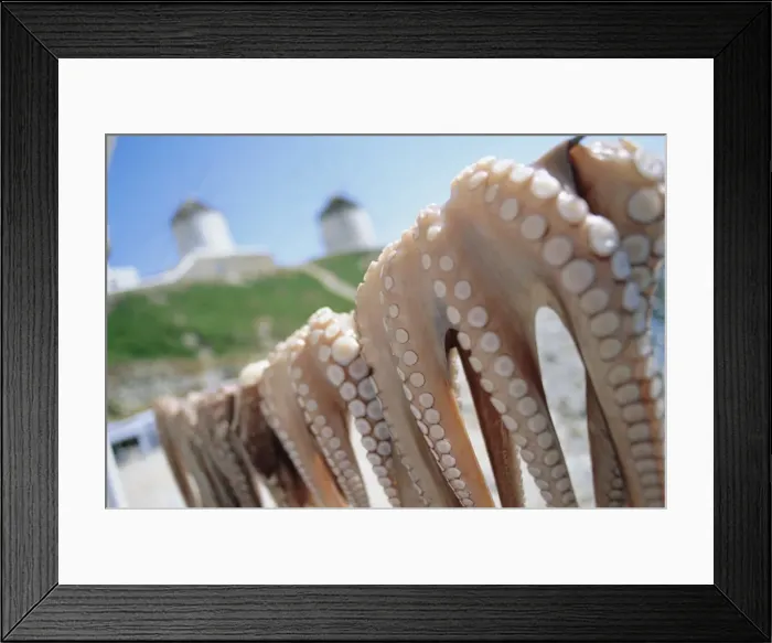 Framed Print : Octopus drying in the sun Framed Print : Octopus drying in the sun