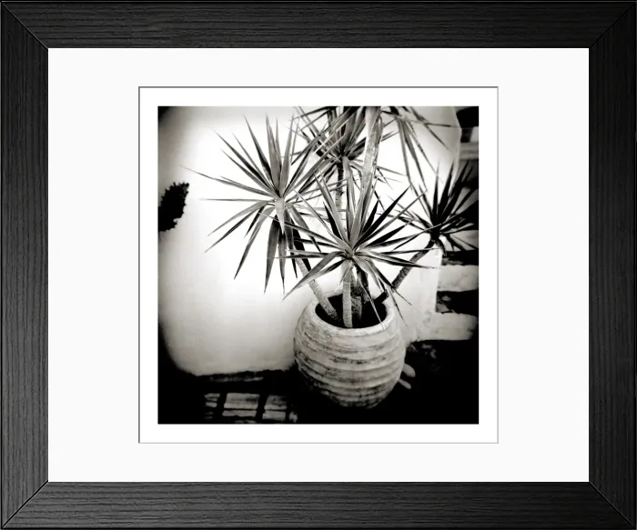 Framed Print : Polaroid of small palm in plantpot Framed Print : Polaroid of small palm in plantpot