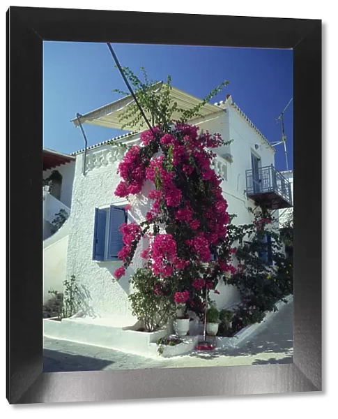 Bougainvillea on a white house on the island of Spetse