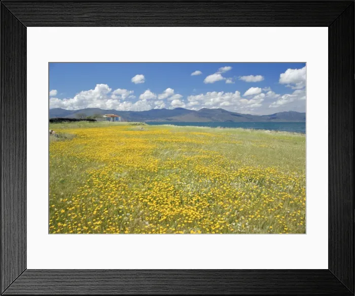 Framed Print : Field of wild flowers in Spring Framed Print : Field of wild flowers in Spring
