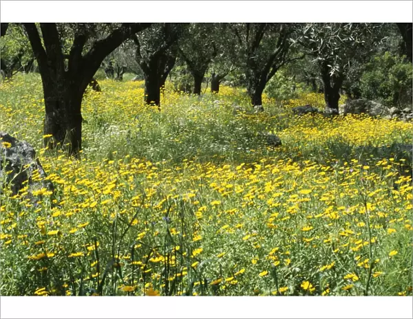 Wild flowers in olive grove