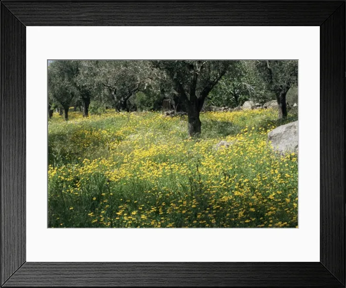 Framed Print : Olive grove with wild flowers Framed Print : Olive grove with wild flowers