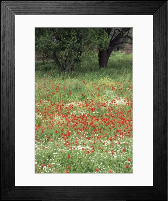 Framed Print : Field of wild flowers with poppies Framed Print : Field of wild flowers with poppies