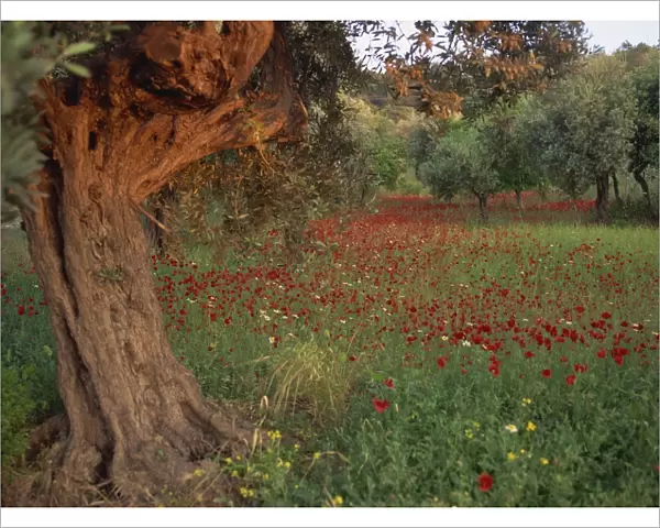 Poppies beneath an old olive tree