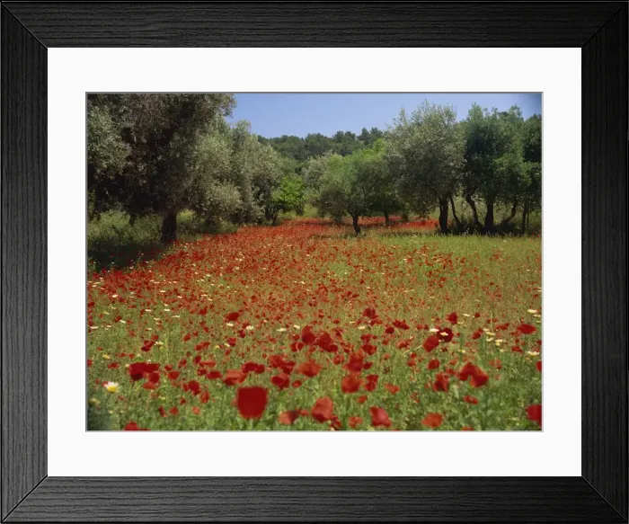 Framed Print : Wild flowers including poppies in a grove of trees Framed Print : Wild flowers including poppies in a grove of trees