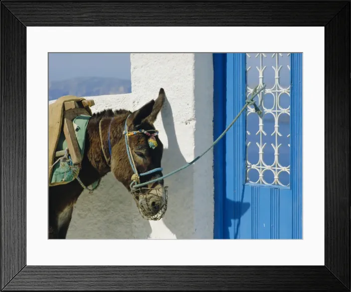 Framed Print : Donkey, Thira Framed Print : Donkey, Thira