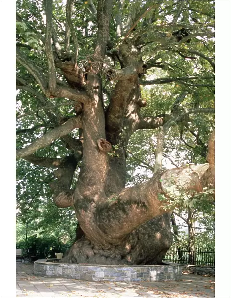 One thousand year old plane tree