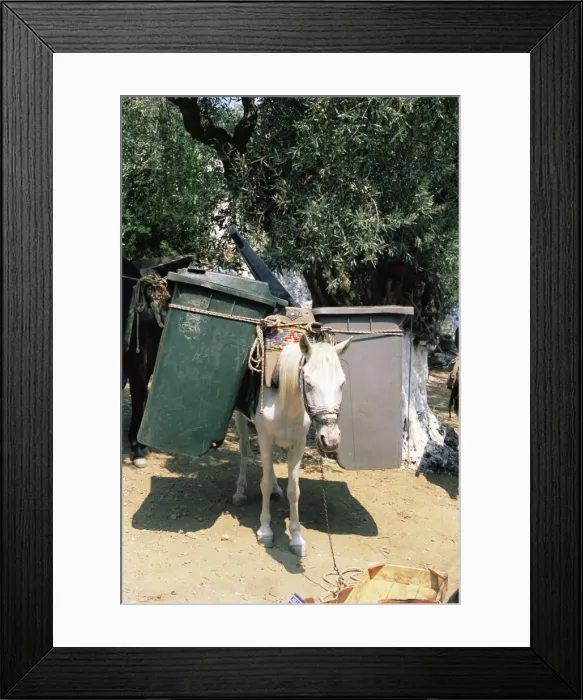 Framed Print : Mule used for collecting rubbish Framed Print : Mule used for collecting rubbish