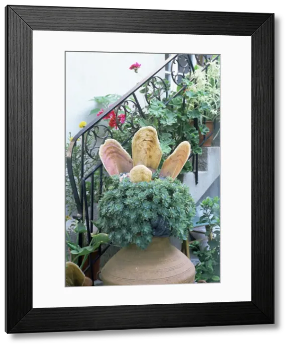 Framed Print : Pot plants Framed Print : Pot plants
