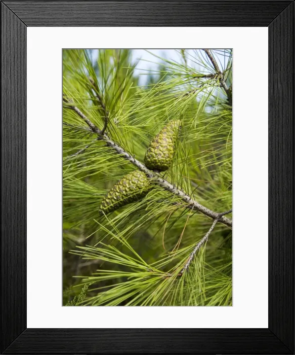 Framed Print : Pine cones and needles Framed Print : Pine cones and needles