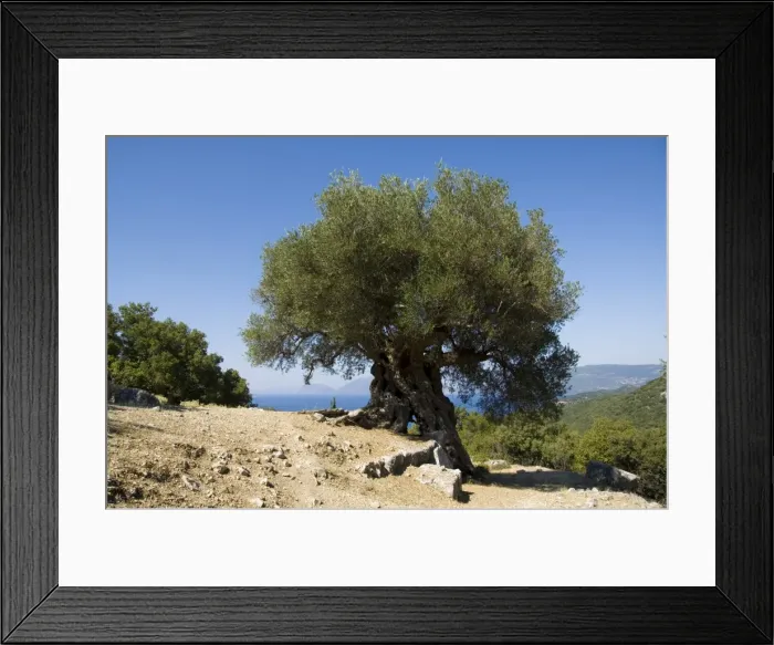 Framed Print : Very old olive tree Framed Print : Very old olive tree