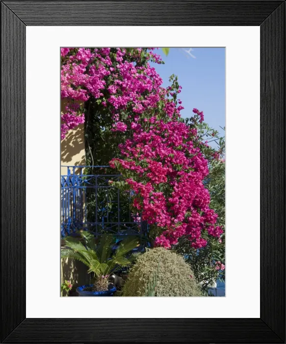 Framed Print : Bougainvillea Framed Print : Bougainvillea