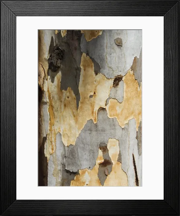 Framed Print : Eucalyptus tree bark Framed Print : Eucalyptus tree bark
