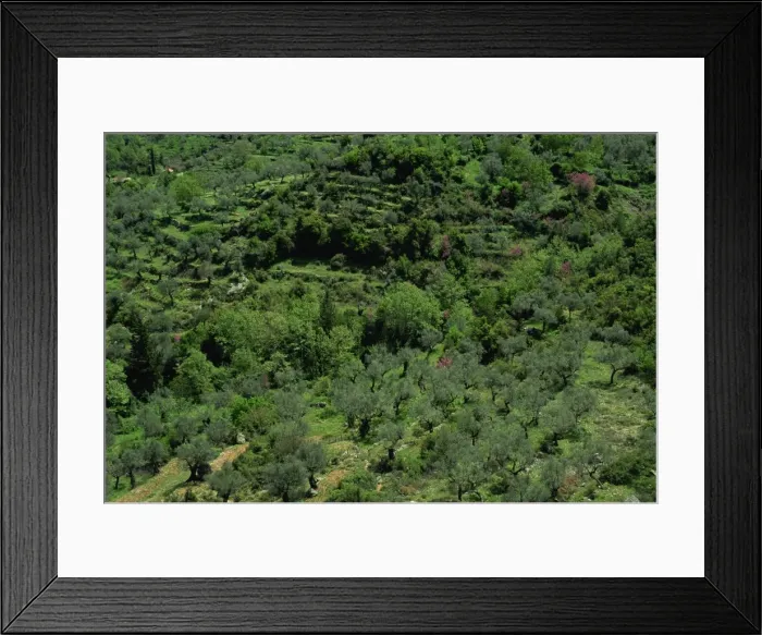 Framed Print : Aerial view of olive trees and terraces on the Peloponnese Framed Print : Aerial view of olive trees and terraces on the Peloponnese