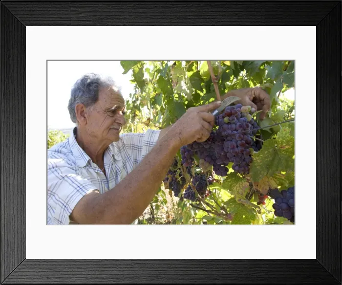 Framed Print : Wine maker cutting grapes Framed Print : Wine maker cutting grapes