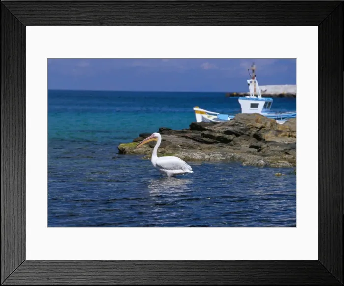 Framed Print : Pelican in Mykonos harbour Framed Print : Pelican in Mykonos harbour
