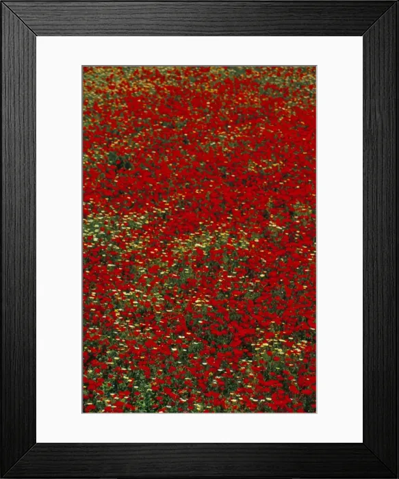 Framed Print : Poppy field in spring Framed Print : Poppy field in spring