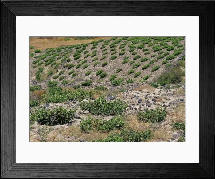 Framed Print : Vineyard, Santorini (Thira) Framed Print : Vineyard, Santorini (Thira)