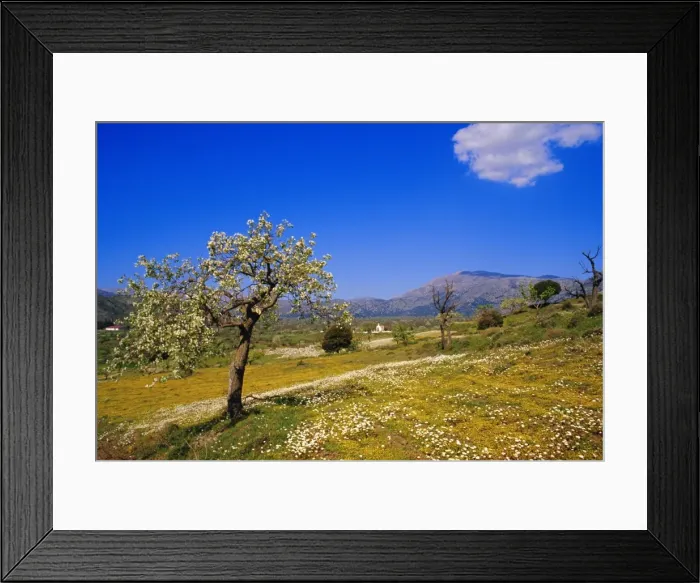 Framed Print : Trees in bloom and spring flowers near Messa Framed Print : Trees in bloom and spring flowers near Messa