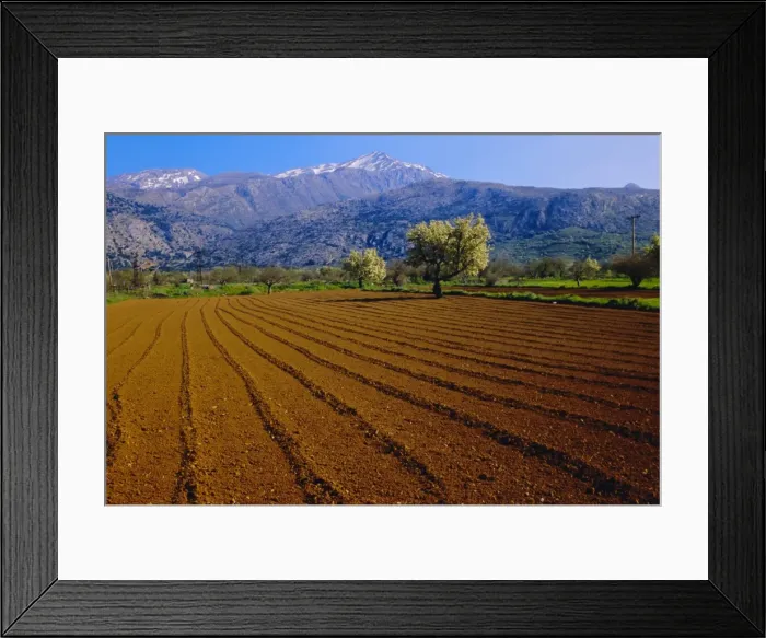 Framed Print : Ploughed field with blooming trees and mountains in the background Framed Print : Ploughed field with blooming trees and mountains in the background