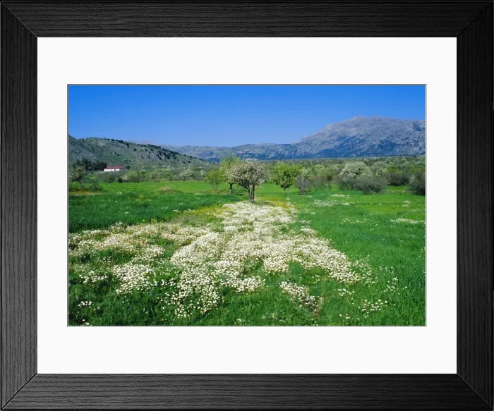 Framed Print : Trees in bloom and spring flowers near Messa Lassithi Framed Print : Trees in bloom and spring flowers near Messa Lassithi