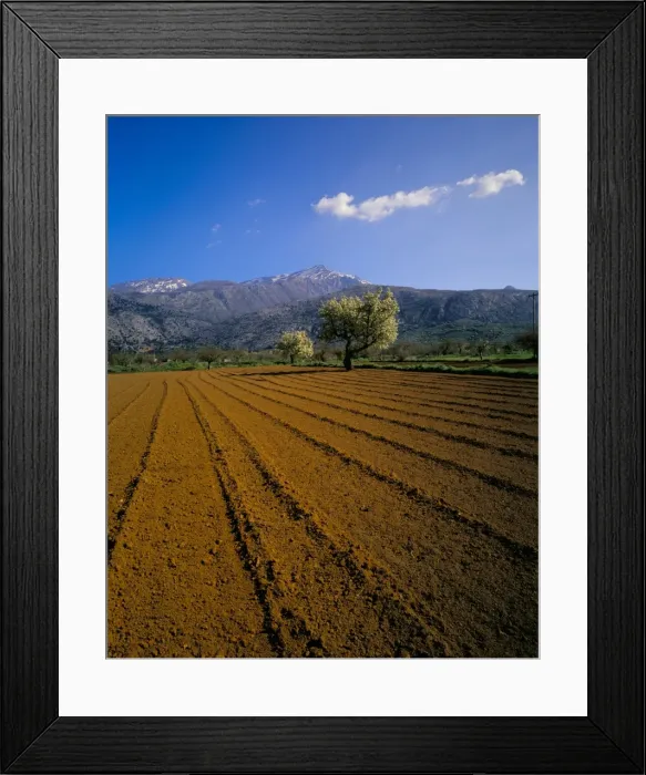 Framed Print : Ploughed field with trees and mountains Framed Print : Ploughed field with trees and mountains