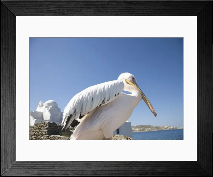 Framed Print : Pelican, Chora Framed Print : Pelican, Chora