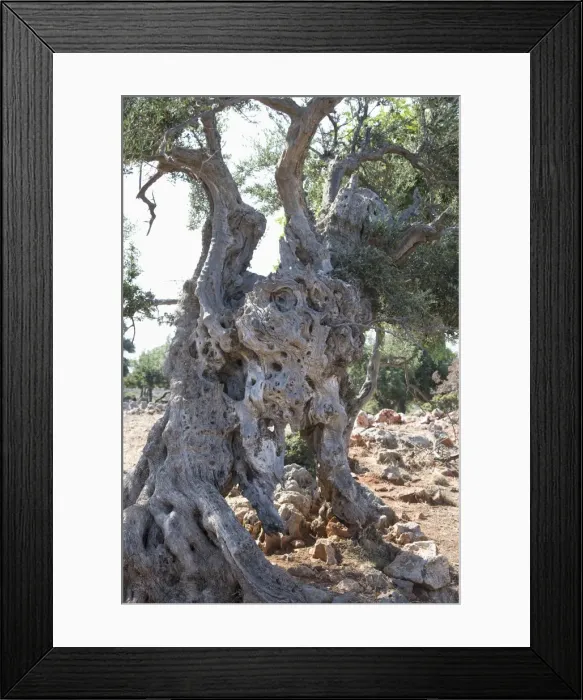 Framed Print : Olive tree Framed Print : Olive tree