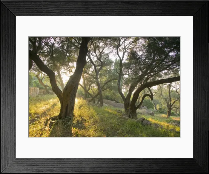 Framed Print : Evening light shining through olive trees