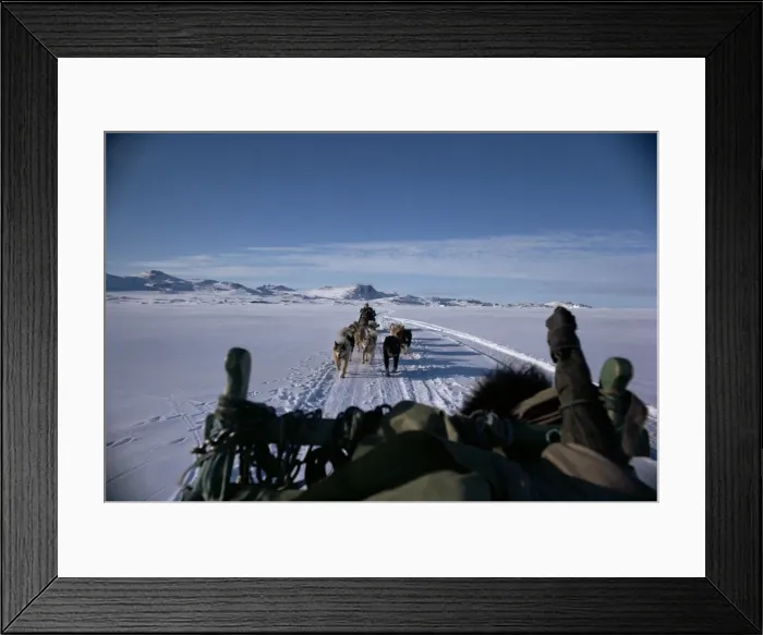 Framed Print : Dog transport Framed Print : Dog transport