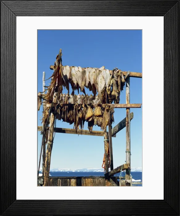 Framed Print : Fish drying for huskies to eat in winter Framed Print : Fish drying for huskies to eat in winter