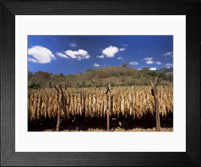 Framed Print : Tobacco leaves drying Framed Print : Tobacco leaves drying