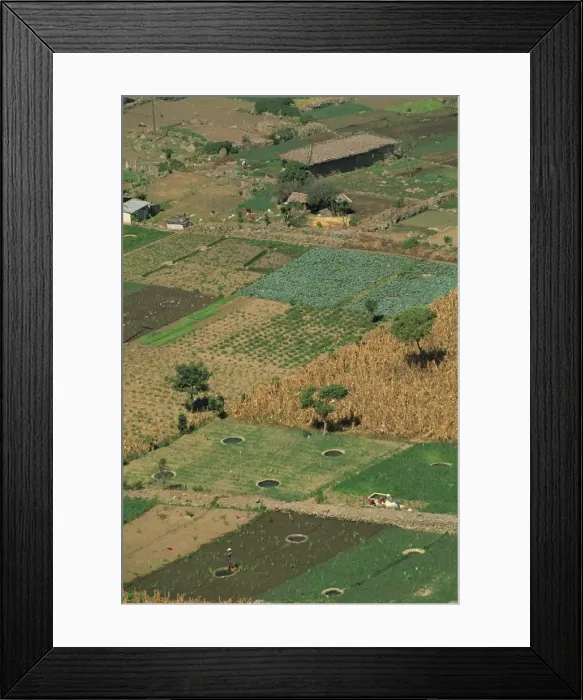 Framed Print : Aerial of fields and small holdings of vegetables Framed Print : Aerial of fields and small holdings of vegetables