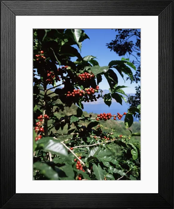 Framed Print : Close-up of coffee plant and beans Framed Print : Close-up of coffee plant and beans