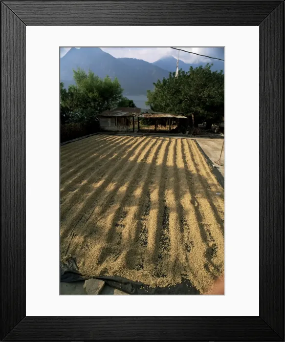 Framed Print : Coffee beans drying in the sun Framed Print : Coffee beans drying in the sun