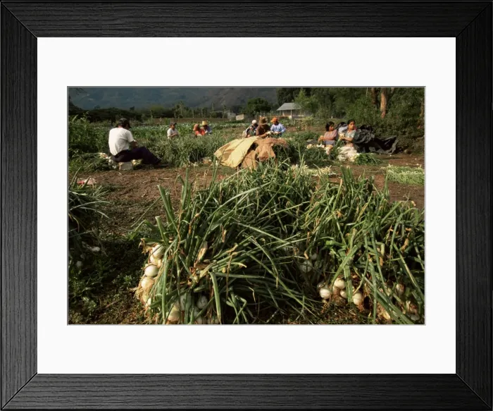 Framed Print : Bunching onions Framed Print : Bunching onions