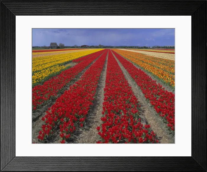 Framed Print : Tulip fields Framed Print : Tulip fields