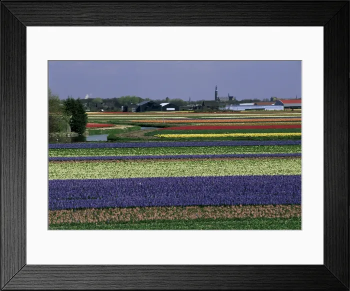 Framed Print : Tulip fields Framed Print : Tulip fields