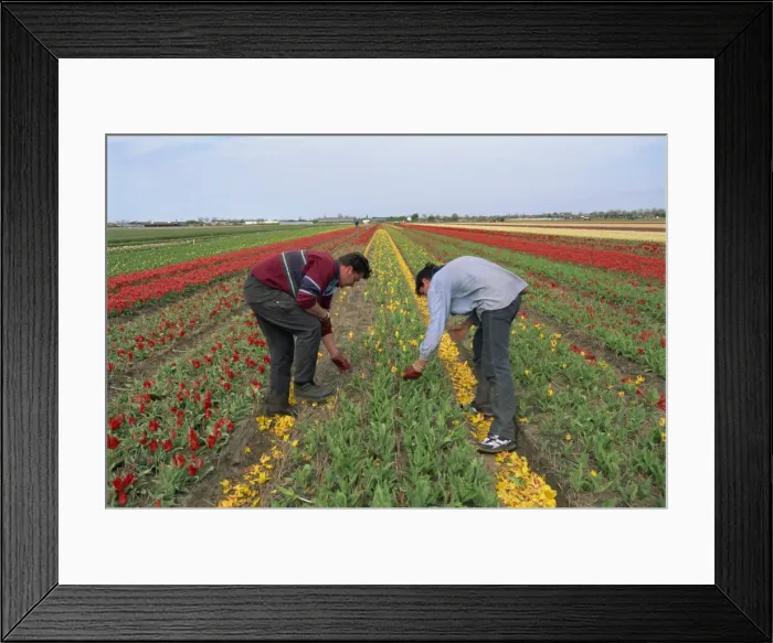 Framed Print : Men working harvesting in the tulip fields at Nordwijkerhout in Holland, Europe Framed Print : Men working harvesting in the tulip fields at Nordwijkerhout in Holland, Europe