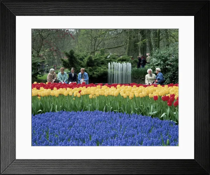Framed Print : Tulips, Keukenhof Framed Print : Tulips, Keukenhof